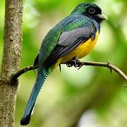 Northern Black-throated Trogon