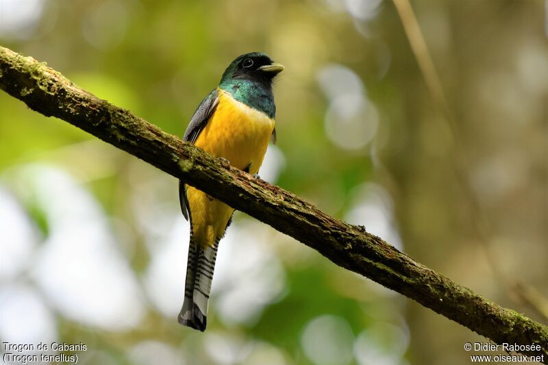 Trogon de Cabanis mâle adulte