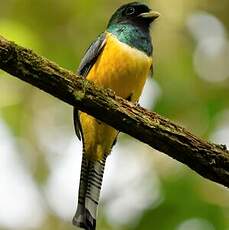 Trogon de Cabanis