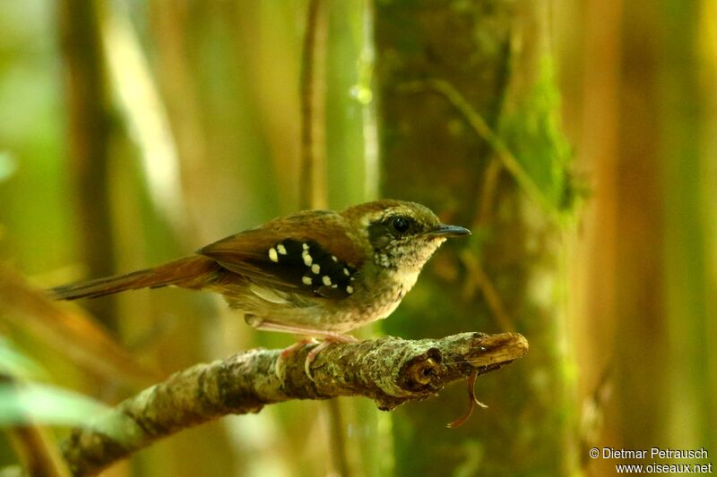 Squamate Antbird female adult