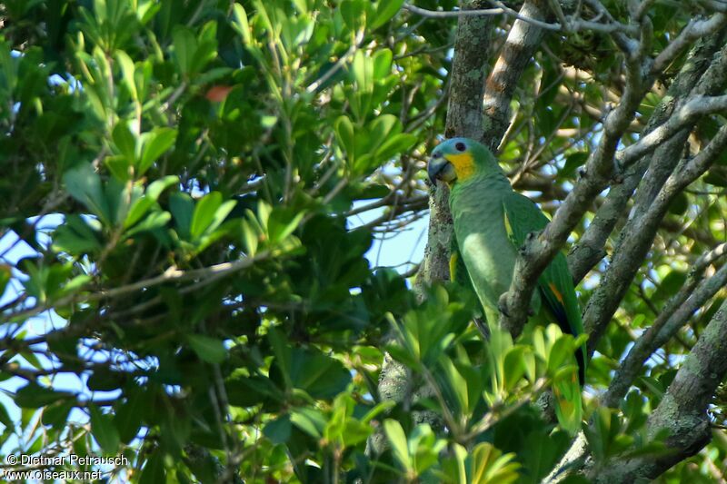 Amazone aourouadulte