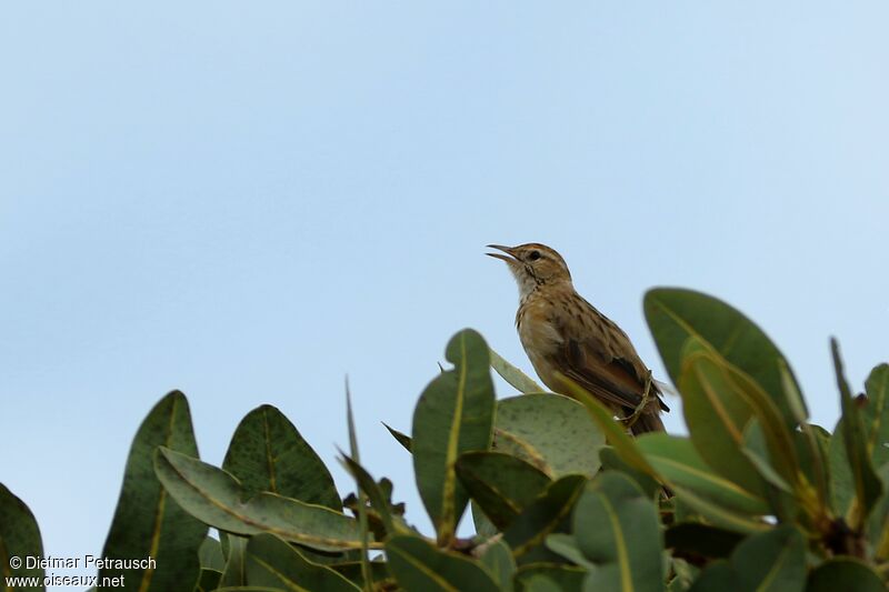 Annumbi fagoteuradulte