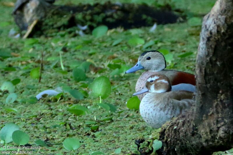 Canard à collier noiradulte