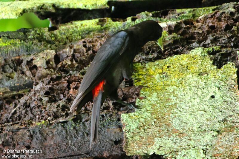 Red-rumped Caciqueadult