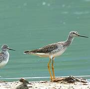 Greater Yellowlegs