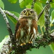 East Brazilian Pygmy Owl