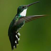 Colibri à gorge blanche