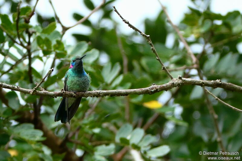 White-vented Violetear male adult