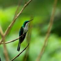 Colibri oreillard