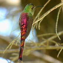 Colibri sapho