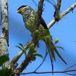 Cotinga à queue fourchue