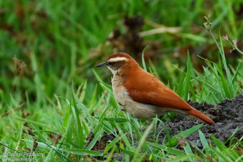 Band-tailed Horneroadult