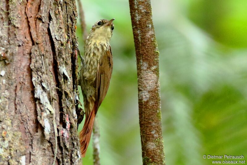 Lesser Woodcreeperadult