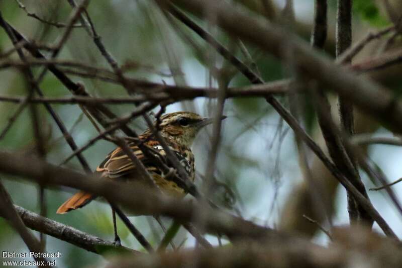 Stripe-backed Antbirdadult