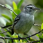 Caatinga Antwren