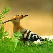 Eurasian Hoopoe