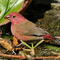 Amarante du Sénégal