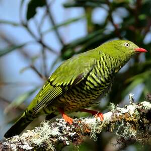 Cotinga barré