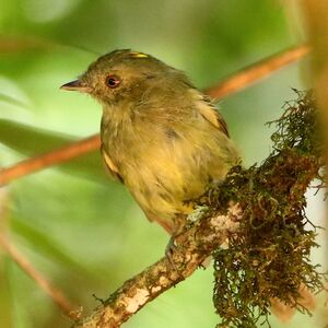 Manakin de la Serra do Mar