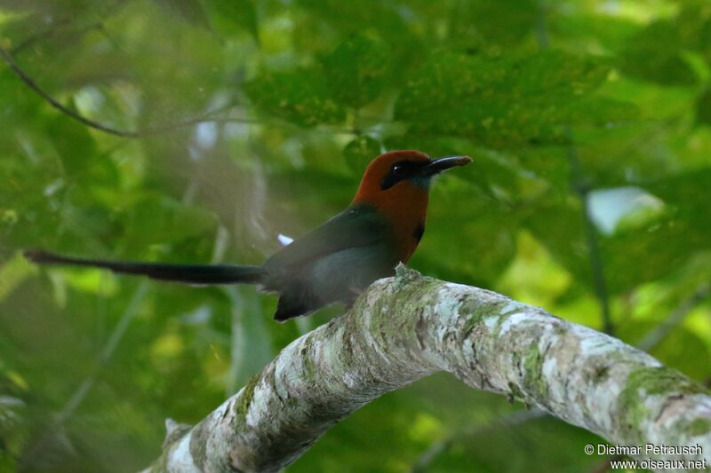 Motmot à bec largeadulte