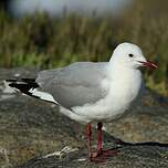 Mouette de Hartlaub