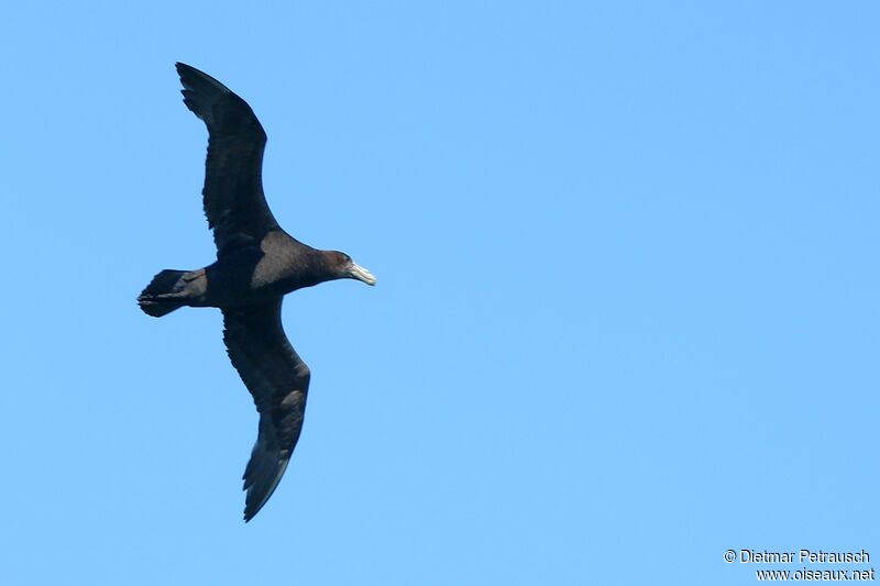 Southern Giant Petreladult