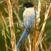 Iberian Magpie