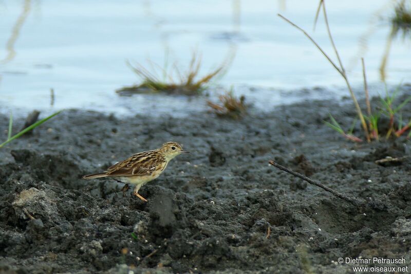 Yellowish Pipitadult