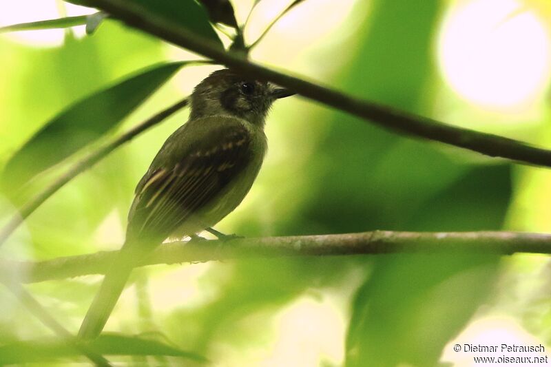 Sepia-capped Flycatcheradult