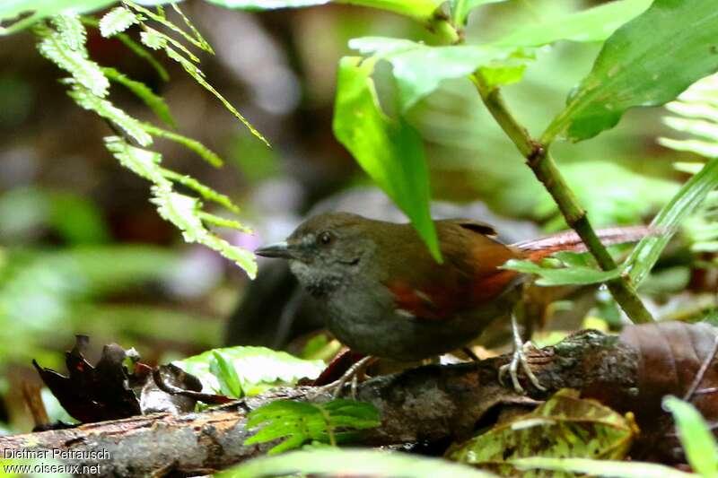 Grey-bellied Spinetailadult