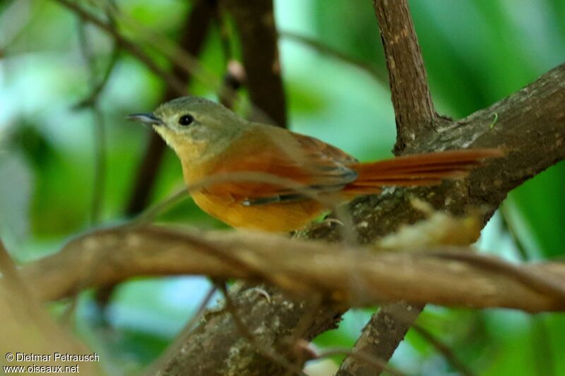 White-lored Spinetailadult