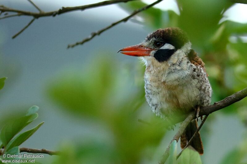 White-eared Puffbirdadult