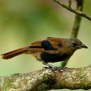 Ruby-crowned Tanager