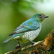 Swallow Tanager