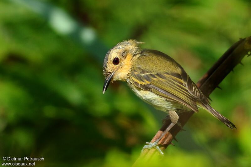 Ochre-faced Tody-Flycatcheradult