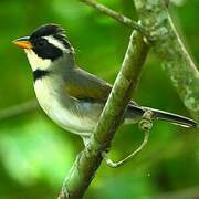 Saffron-billed Sparrow