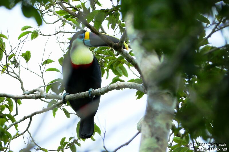 White-throated Toucanadult