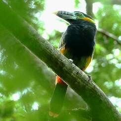 Toucanet à bec tacheté