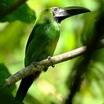 Toucanet à gorge noire