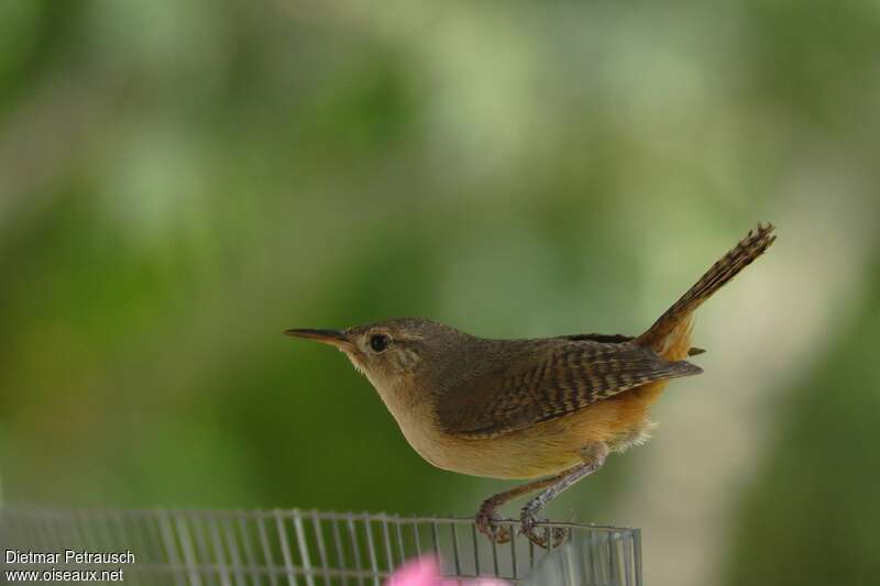 Southern House Wrenadult