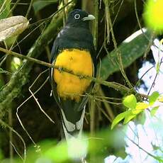 Trogon à queue blanche