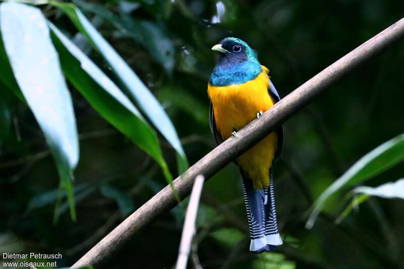 Atlantic Black-throated Trogonadult