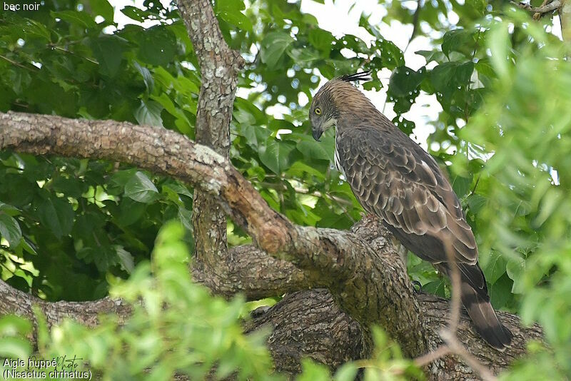 Aigle huppé