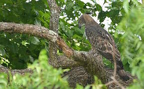 Changeable Hawk-Eagle