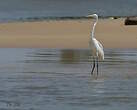 Aigrette des récifs