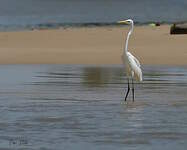 Aigrette des récifs