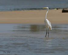 Western Reef Heron