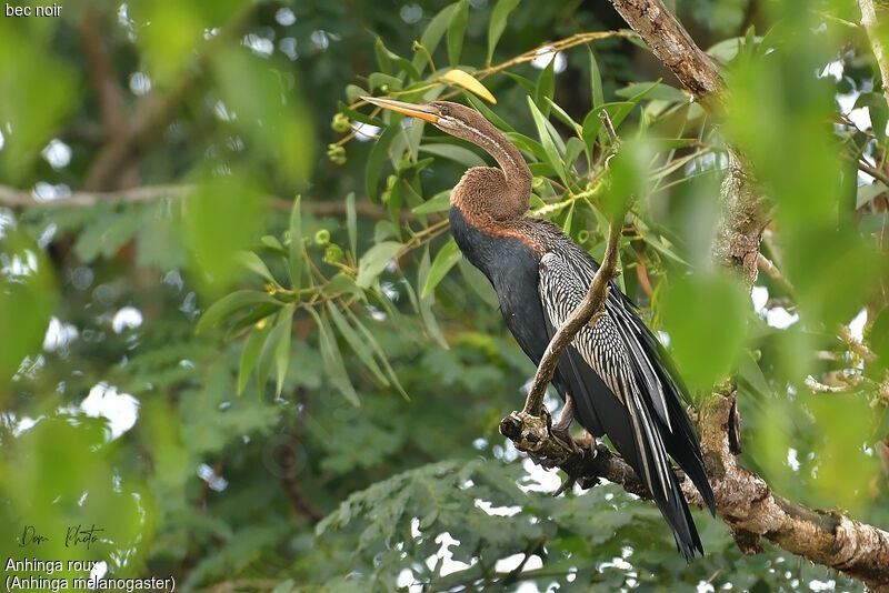 Anhinga roux