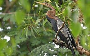 Anhinga roux