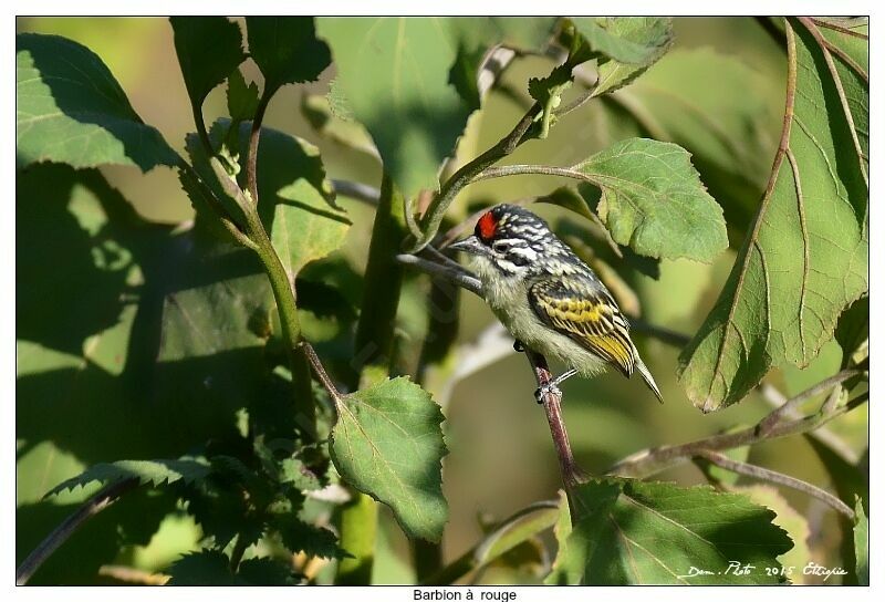 Northern Red-fronted Tinkerbird